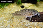 hoplisoma species cw037 hoplisoma species cw037