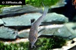 hoplisoma species cw037 hoplisoma species cw037