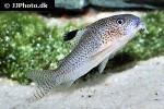 hoplisoma species cw037 hoplisoma species cw037