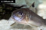 hoplisoma species cw037 hoplisoma species cw037