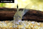 hoplisoma species cw037 hoplisoma species cw037