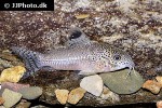 hoplisoma species cw037 hoplisoma species cw037