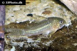 hoplisoma species cw037 hoplisoma species cw037