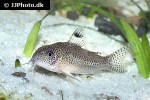 hoplisoma species cw037 hoplisoma species cw037