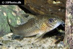 hoplisoma species cw037 hoplisoma species cw037