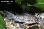 hoplisoma species cw037 hoplisoma species cw037