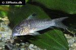 hoplisoma species cw037 hoplisoma species cw037