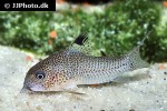hoplisoma species cw037 hoplisoma species cw037