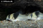 hoplisoma species cw049 hoplisoma species cw049