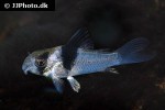 hoplisoma species cw049 hoplisoma species cw049