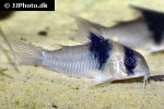 hoplisoma species cw049 hoplisoma species cw049