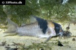 hoplisoma species cw049 hoplisoma species cw049