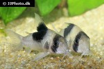 hoplisoma species cw051 hoplisoma species cw051