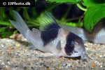 hoplisoma species cw051 hoplisoma species cw051