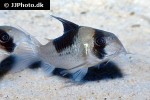 hoplisoma species cw051 hoplisoma species cw051