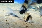 hoplisoma species cw051 hoplisoma species cw051