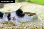 hoplisoma species cw051 hoplisoma species cw051