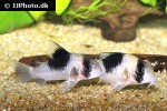 hoplisoma species cw051 hoplisoma species cw051