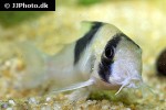hoplisoma species cw051 hoplisoma species cw051