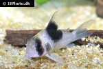 hoplisoma species cw051 hoplisoma species cw051