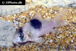 hoplisoma species cw051 hoplisoma species cw051
