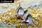 hoplisoma species cw051 hoplisoma species cw051