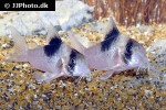 hoplisoma species cw051 hoplisoma species cw051