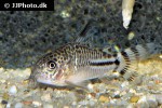 hoplisoma species cw062 hoplisoma species cw062