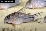 hoplisoma species cw062 hoplisoma species cw062