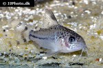hoplisoma species cw062 hoplisoma species cw062