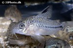 hoplisoma species cw062 hoplisoma species cw062