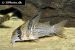 hoplisoma species cw081 hoplisoma species cw081