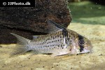 hoplisoma species cw081 hoplisoma species cw081