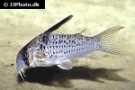 hoplisoma species cw081 hoplisoma species cw081