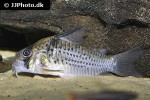 hoplisoma species cw081 hoplisoma species cw081