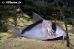 hoplisoma species cw091 hoplisoma species cw091