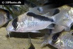 hoplisoma species cw091 hoplisoma species cw091