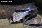 hoplisoma species cw091 hoplisoma species cw091