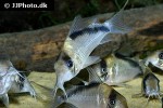 hoplisoma species cw091 hoplisoma species cw091