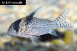 hoplisoma species cw098 hoplisoma species cw098