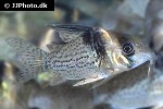 hoplisoma species cw098 hoplisoma species cw098