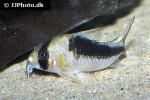 hoplisoma species cw107 hoplisoma species cw107