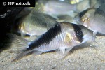 hoplisoma species cw107 hoplisoma species cw107