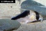 hoplisoma species cw107 hoplisoma species cw107