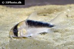 hoplisoma species cw107 hoplisoma species cw107