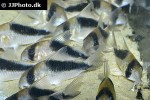 hoplisoma species cw107 hoplisoma species cw107