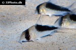 hoplisoma species cw107 hoplisoma species cw107