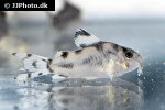 hoplisoma species cw111 hoplisoma species cw111