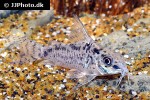 hoplisoma species cw112 hoplisoma species cw112