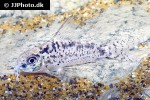hoplisoma species cw112 hoplisoma species cw112